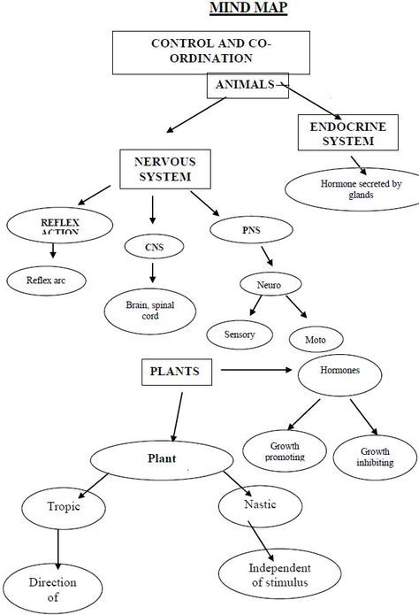 CONTROL AND COORDINATION Class 10 Science Notes Control And Coordination, Class 11 Biology Notes Neural Control And Coordination, Science 10 Notes, Control And Coordination Class 10 Notes, Class 10 Cbse Notes, Biology Notes Class 10, Class 10 Science Notes Biology, Control And Coordination Notes, Notes For Science