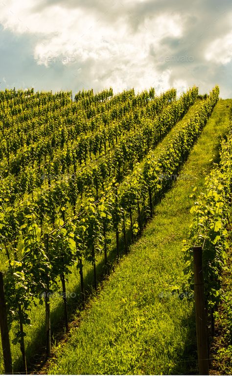 Summer In Austria, Grape Farm, Blue Knight, Grape Vineyard, Grape Plant, Abandoned Farm, Farm Houses, Green Grapes, In Summer