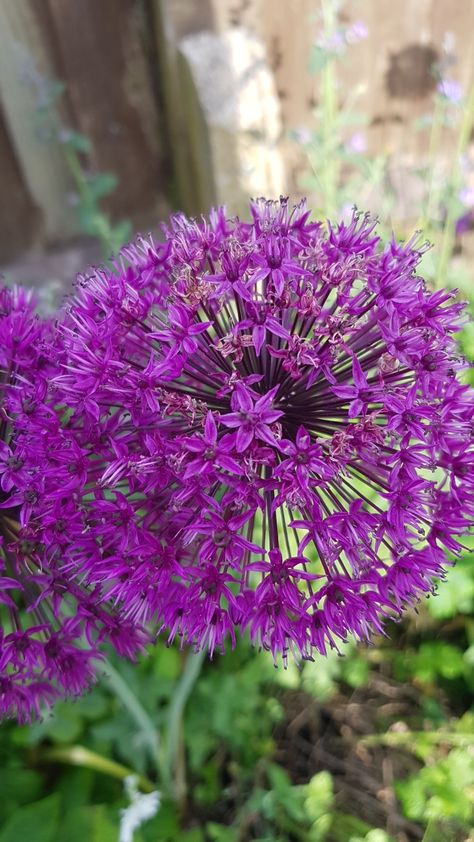 How to Plant and Grow Persian onion 'Purple Sensation'(Allium hollandicum 'Purple Sensation') Ornamental Onion Allium Flowers, Allium Hollandicum, Allium Purple Sensation, Ornamental Onion, Allium Flowers, Identify Plant, Water Movement, Plant Tags, Spring Bulbs