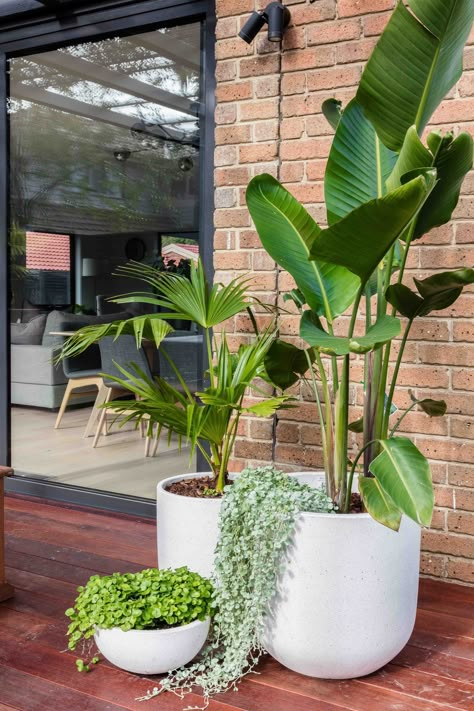 A little greenery to brighten your day.  The alfresco area of this project was planted with clusters of potted palms and birds of paradise for a tropical feel. Full Sun Landscaping, Potted Plants Patio, Pool Plants, Tropical Garden Design, نباتات منزلية, Potted Plants Outdoor, Apartment Plants, Patio Plants, Outdoor Pots