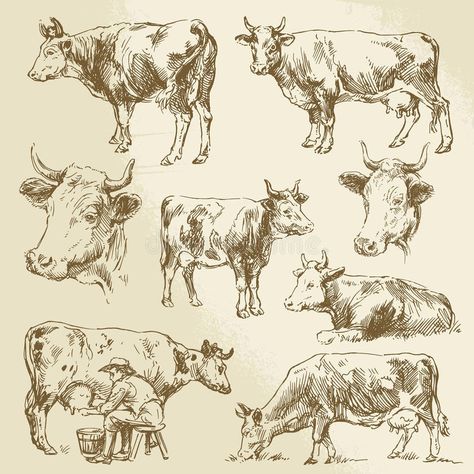 Cow Sketch, Cow Tattoo, Draw Vector, Cow Illustration, Cow Drawing, Storybook Art, Asian Architecture, Cow Painting, Draw Sketch