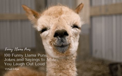 100 Funny Llama Puns, Jokes and Sayings to Make You Laugh Out Loud Alpaca Quotes Funny, Llama Quotes Funny, Llama Sayings, Alpaca Quotes, Llama Quotes, Llama Jokes, Funny Llama Pictures, Llama Quote, Llama Puns