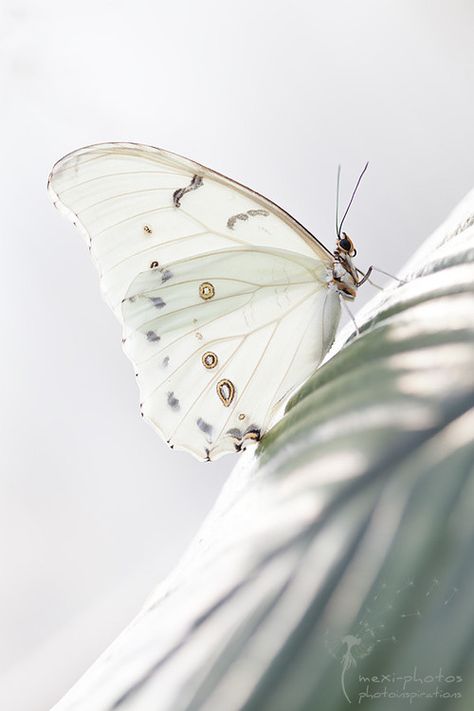 Graceful White... so delicate and pretty Butterfly Kisses, White Butterfly, Shades Of White, Perfect World, White Aesthetic, Beautiful Butterflies, Wildlife Photography, Beautiful Creatures, Nature Beauty