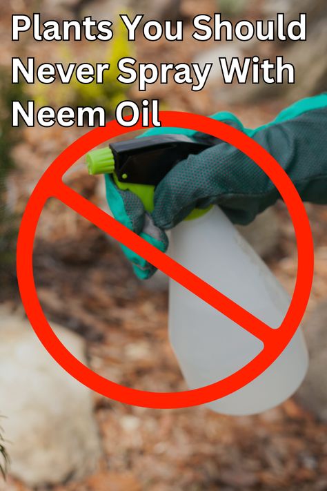 Neem oil is used widely by gardeners as an organic pest control spray. This product can work very effectively on a range of garden pests. However, certain plants should not be sprayed with neem oil as it can cause the leaves to burn. Pest Spray, Pest Control Plants, Plant Bugs, Organic Gardening Pest Control, Ultimate Backyard, Organic Pest Control, Diy Pest Control, Natural Alternatives, Plant Pests