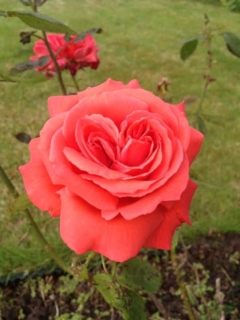 Garden Rose - salmon in colour Love the heart in the middle .. Salmon Roses, Salmon Colour, Garden Rose, Beautiful Rose Flowers, Rose Flowers, Beautiful Rose, Beautiful Roses, In The Middle, Rose Flower