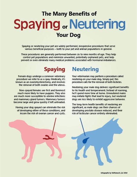 Here's why you should spay or neuter your pet. Vet School Motivation, Vet Nursing, Veterinarians Medicine, Veterinarian Technician, Vet Tech School, Dogs Ideas, Veterinary Tech, Vet Tech Student, Vet Technician