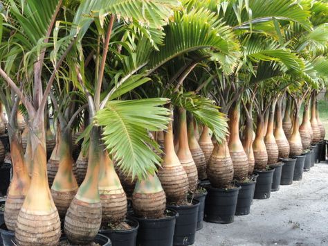 Bottle Palm Tree, Florida Trees, Trees Landscaping, Palm Trees Landscaping, Succulent Planter Diy, Palm Garden, Tropical Garden Design, Tropical Gardens, Palm Plant