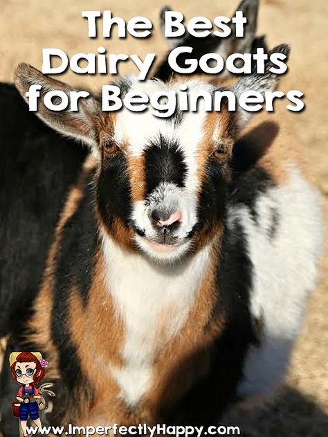 Best Dairy Goats for Beginners |ImperfectlyHappy.com Goats For Beginners, Keeping Goats, Homesteading Animals, Raising Farm Animals, Goat Care, Raising Goats, Future Farms, Dairy Goats, Goat Farming