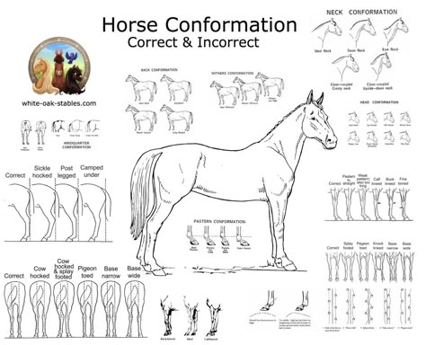 horse conformation Horse Confirmation, Horse Worksheets, Horse Judging, Horse Conformation, Equine Massage, Horseback Riding Lessons, Horse Lessons, Horse Information, Horse Knowledge