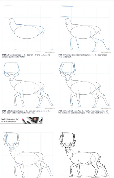 How To Draw A Deer, Deer Sketch, Animal Line Drawings, Beginner Sketches, Art Assignments, Animal Study, Watercolor Painting Techniques, Easy Doodles Drawings, Indian Art Paintings