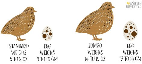 Coturnix Quail - Silver Homestead Quail Vs Chicken, Jumbo Quail, Raising Quail For Eggs, Quail Vs Chicken Eggs, Raising Quails For Eggs, Raising Quail For Profit, Chicken Store, Quail Coop, Raising Quail