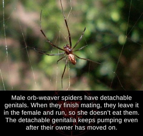 Spider Fact, Cool Science Facts, Mind Blowing Facts, Did You Know Facts, Unbelievable Facts, Beautiful Bugs, Know It All, Just Believe, Animal Facts