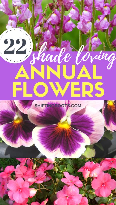 Annual Shade Flowers, Flowers That Like Shade, Annual Flowers For Shade, Annual Flower Beds, Shady Plants, Garden Annuals, Garden Redesign, Gardening Knowledge, Homestead Diy