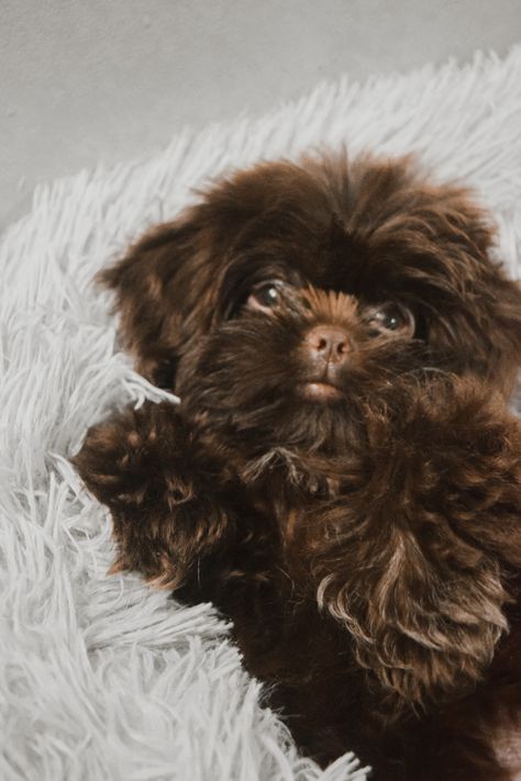 pure chocolate brown shih tzu Brown Shitzu, Shipoo Puppies, Chocolate Shih Tzu, Puppies Drawing, Brown Shih Tzu, Imperial Shih Tzu, Shitzu Puppies, Puppy Drawing, Precious Animals