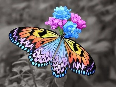 Colorful Butterflies Photo Papillon, Art Papillon, Love Butterflies, Butterflies And Dragonflies, Butterfly Photos, Beautiful Bugs, Butterfly Pictures, Colorful Butterfly, Birds And Butterflies