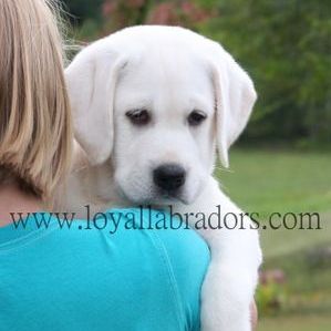 White Lab Puppy, White Labrador Puppy, English Lab Puppies, White Lab Puppies, Labrador Puppies For Sale, English Labrador, Yellow Lab Puppies, White Labrador, Labrador Puppies