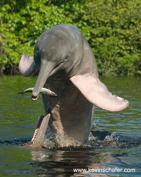 Delfín Rosado / Delfín del Río Amazonas / Boto PINK AMAZON DOLPHIN Amazon River Dolphin, River Dolphin, Amazon River, Underwater Life, Marine Mammals, Amazon Rainforest, Sea Animals, Bolivia, Marine Life