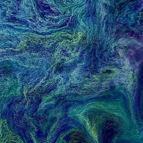 Here’s another favorite Overview from 2017 - a massive bloom of cyanobacteria in the Baltic Sea. In August 2015, a bloom spanning more than 100 square kilometers covered these waters. Cyanobacteria are a type of marine bacteria that capture and store solar energy through photosynthesis. While some are toxic to humans and animals, large blooms can cause an oxygen-depleted dead zone where other organisms cannot survive. Scientists believe that blooms are more likely to form in the presence agri... Advantages Of Solar Energy, Sea Can, Satellite Image, Van Gogh Paintings, Baltic Sea, Drone Photography, Aerial Photography, Colour Images, Solar Energy