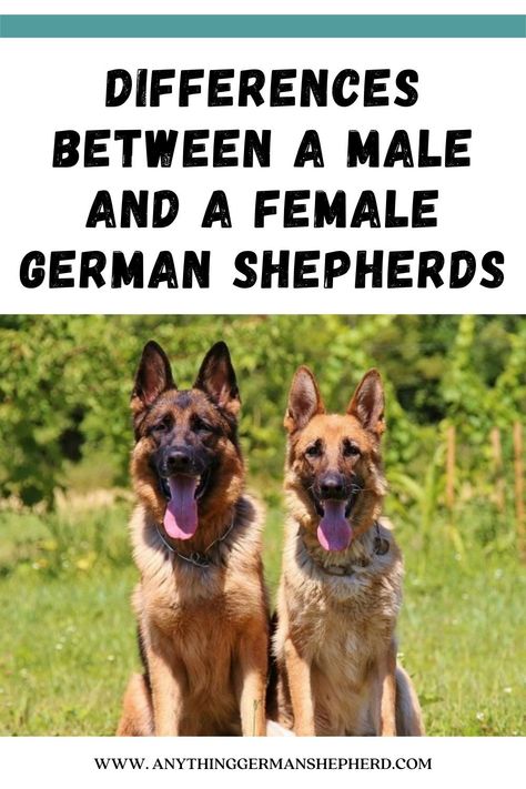 Dogs For Apartments, Working Dog Breeds, Dogs For Kids, German Shepherd Puppies Training, German Shepherd Training, Smartest Dog Breeds, Dog Minding, Easiest Dogs To Train, Cesar Millan