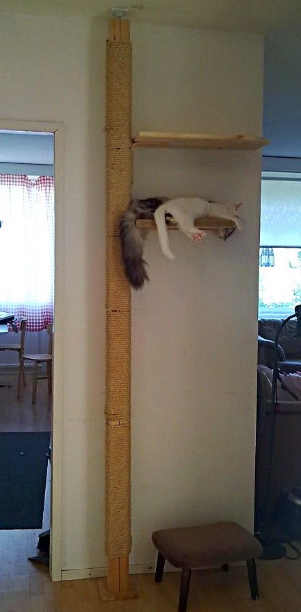 Floor To Ceiling Cat Pole, Cat Ceiling, Cat Pillar, Pet Things, Diy Cat Tree, Cats Stuff, Cat Trees, Cat Scratch, Cat Cave