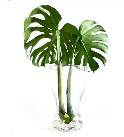 Plant In Water, Plant In Glass, Large Indoor Plants, Philodendron Plant, Clear Vase, Best Plants, House Plants Decor, Hydroponic Gardening, Spider Plants