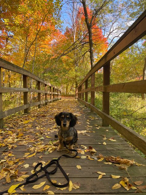 Fall Dog Pictures, Fall Dog Aesthetic, Fall Puppies, Fall Dachshund, Dachshund Aesthetic, Dog Fall Aesthetic, Fall Aesthetic Dog, Fall Dogs Aesthetic, Animals In Autumn