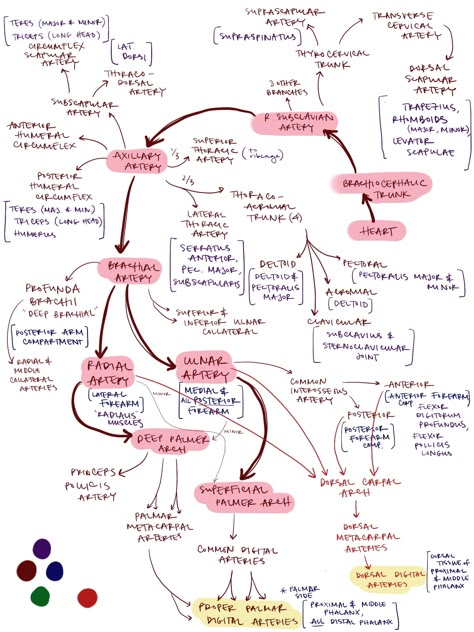 Upper Limb arteries • @a.kim_study Upper Limb Arteries, Anatomy Upper Limb Notes, Anatomy Of Upper Limb, Arteries Of Upper Limb, Upper Limb Anatomy Mnemonics, Upper Limb Anatomy Notes, Arteries And Veins Anatomy, Anatomy Upper Limb, Muscles Of Upper Limb