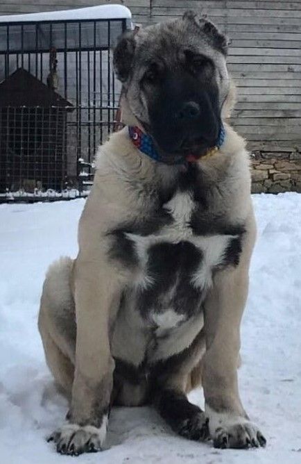 Big Dogs Breeds, Biggest Dog In The World, Kangal Dog, Biggest Dog, Huge Dogs, Dogs Breeds, Teacup Yorkie, Giant Dogs, Pet Animals