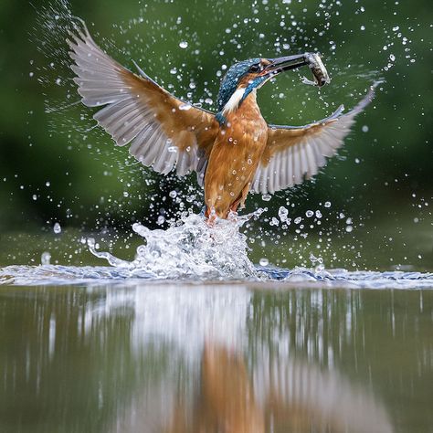 Kingfisher | by peterspencer49 King Fisher, Kingfisher Bird, Common Birds, Most Beautiful Birds, Animal Reference, Animal References, All Birds, Alam Yang Indah, Colorful Birds