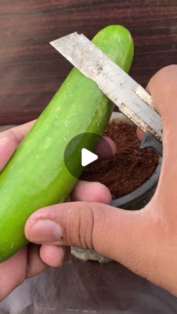 Cucumber Seeds Saving, Cucumber Garden Ideas, How To Plant Cucumbers, Cucumber Growing, Cucumber Garden, How To Grow Cucumbers, Grow Cucumbers, Cucumber Plant, Cucumber Seeds