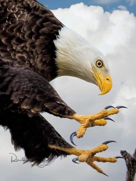 Female Grim Reaper, Bald Eagle Tattoos, Eagle Photos, Winged Animals, Boeing 777 300, Birds Video, Bird Tattoo Men, Fish Eagle, Bold Eagle