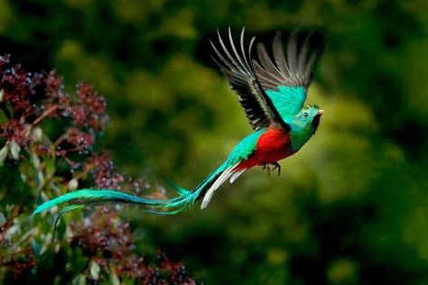 Quetzal Bird, Resplendent Quetzal, Forest Background, Most Beautiful Birds, Monteverde, Rare Birds, Rare Animals, Airbrush Art, Exotic Birds