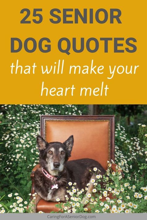 These senior dog quotes really hit me in the feels. One hone hand, they make me a little sad thinking about my heart dog. But they also make my heard swell with love and happy memories. Elderly Dog Quotes, Old Dog Quotes Best Friends, Senior Dog Quotes Love, Aging Dog Quotes, Adopt A Senior Dog Quotes, Euthanizing Your Dog Quotes, In Memory Of My Dog Quotes, Older Dog Quotes, Dog Getting Old Quotes