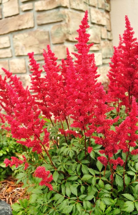 Red Perennials, Perennials Low Maintenance, Shade Loving Perennials, Amazing Backyard, Shade Garden Plants, Full Sun Perennials, Fragrant Garden, Best Perennials, Red Garden