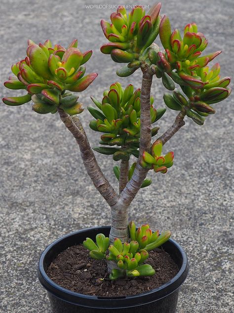 Crassula Ovata Jade, Crasulas Ovata, Gollum Jade Plant, Crassula Umbella, Crassula Buddha's Temple, Crassula Calico Kitten, Echeveria Succulent, Mame Bonsai, Mix Of Colors