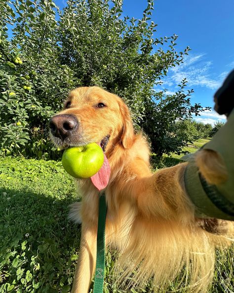 POV: You’re ready for fall and apple picking season🍏 Fun fact- My (human) dad’s family owns Downing Fruit Farm in New Madison, OH. We roadtrip from Florida to Ohio every year to spend time with family and visit the farm! #dogsofinstagram #dogselfies #goldenretriever #dogsofohio Paul Aron, Apple Picking Season, Spend Time With Family, Fruit Farm, Cute Dogs Images, Time With Family, Pet Photography, Ready For Fall, Funny Animal Jokes