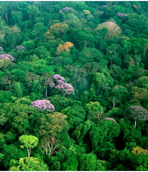 GR: This is a useful reference to the conventional conservation techniques we all can use. Learn the meaning of "Green Seal Certified" and other regulatory labels. Forest Canopy, Tropical Rainforest, Tree Forest, Growing Tree, In The Woods, Mother Earth, Ecology, Panama, Colorado