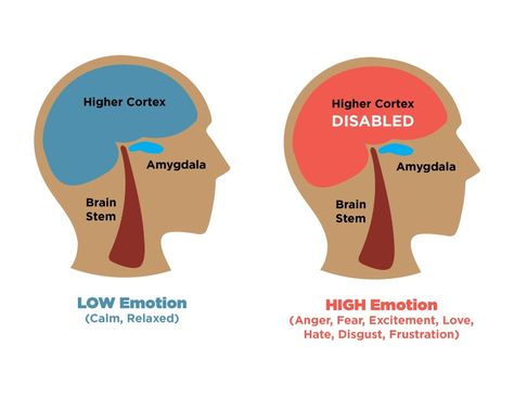 Brain map of an emotional hijack Vagas Nerve, Amygdala Hijack, Brain Map, Counselling Resources, Brain Mapping, Public Speaking Tips, Limbic System, Brain Stem, What Was I Thinking