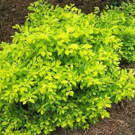 (1) Duranta Repens Aurea 4 Lts Envío Gratis A Dif. Barrios | Mercado Libre Small Courtyard Gardens, Backyard Plan, Full Sun Perennials, Gardening Zones, Front Landscaping, Deciduous Trees, Tropical Landscaping, Perennial Garden, Landscaping Plants