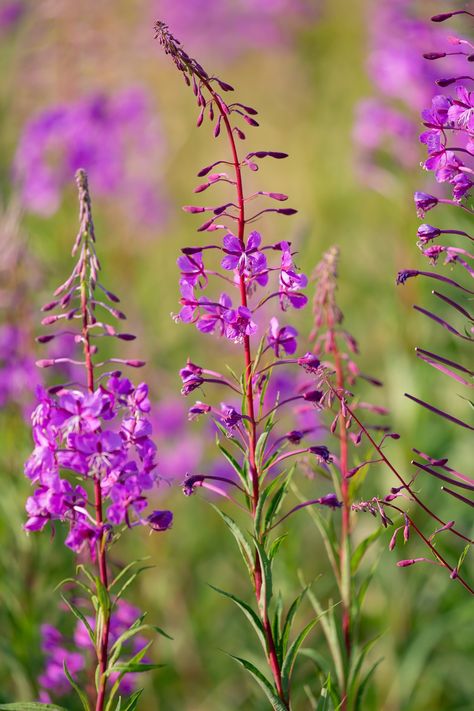 Fireweed, #Fireweed Rosebay Willowherb, Willow Herb, Laughter Medicine, Nature Words, Color Palette Ideas, Annual Reports, Flower Essences, Palette Ideas, Wild Woman