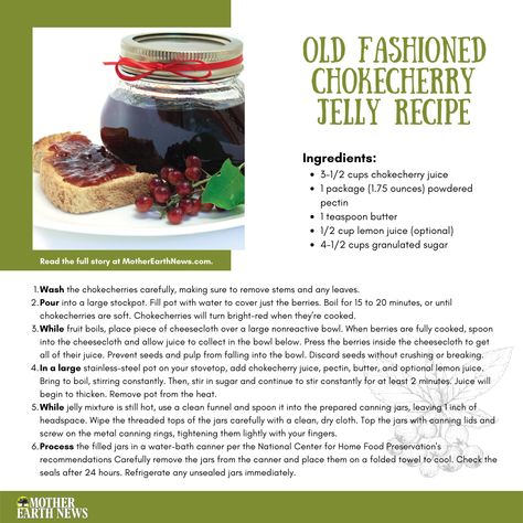 Cherry Jelly Recipe, Chokecherry Recipes, Cherry Jelly Recipes, Chokecherry Jelly, Cherry Jelly, Ball Canning, Preserving Foods, Homemade Jelly, Jelly Recipe