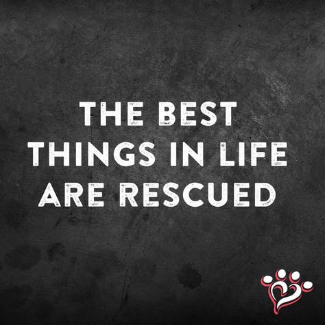 The best things in life are rescued - dog quote. Dog Adoption Quotes, Rescue Pitbull, Rescue Dog Quotes, Rescue Quotes, Arlington Heights Illinois, Adoption Quotes, Tattoo Dog, Dog Quote, Dog Training Classes