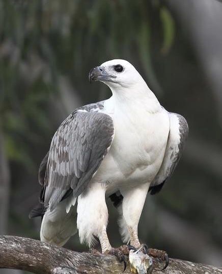 White-bellied Sea Eagle (Haliaeetus leucogaster) Australia Kestrel Bird, Raptor Bird Of Prey, Brunswick Heads, Australian Fauna, Raptors Bird, Sea Eagle, Eagle Wallpaper, Kingdom Animalia, Most Beautiful Birds