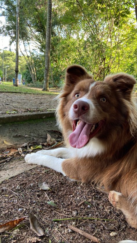 Brown Aussie Shepherd, Brown And White Australian Shepherd, Brown Aussie, Border Collie Brown, Australian Shepherd Aesthetic, Brown Australian Shepherd, Brown Border Collie, American Shepherd, Aussie Dogs