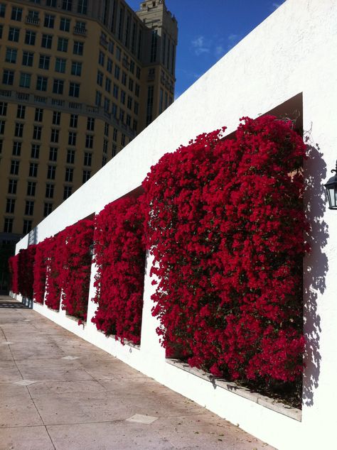 Paisagismo - Fachada Garden Ideas To Make, نباتات منزلية, Living Fence, Vertical Garden Wall, Garden Vines, Walled Garden, Have Inspiration, Wall Garden, Bougainvillea