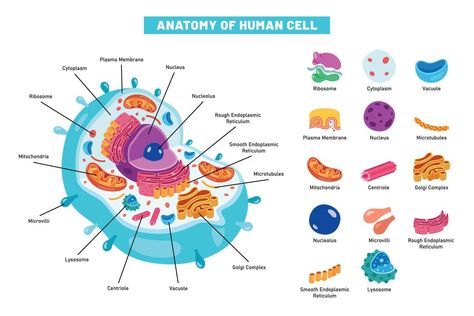 The Structure Of Human Cell Human Body Cells Biology, Cell Cycle Regulation, Human Cell Drawing, Human Cell Anatomy, Human Cell Diagram, Planet Cell, Human Cell Structure, Cell Human, Human Cell