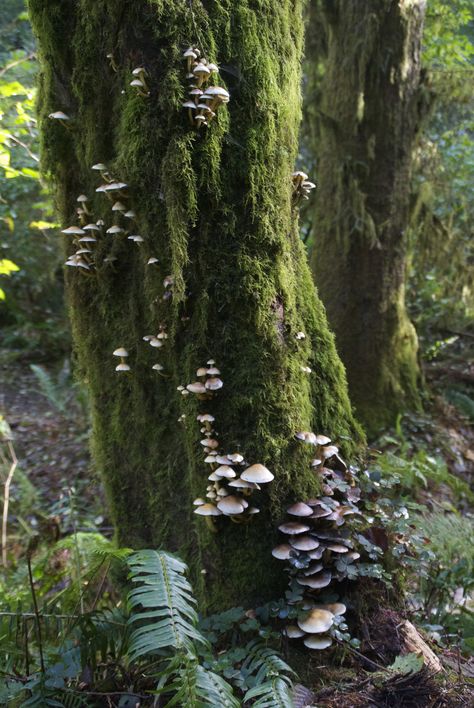 Moss In Forest, Woodland Pictures, Forest Reference, Moss Background, Moss Flowers, Mossy Forest, Forest Foliage, Mossy Tree, Forest Mushrooms