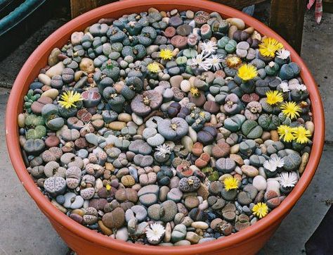 LITHOPS bowl containing all 35 species. It was made up specially for an exhibit in the NCCPG Heritage Marquee at the 2004 Hampton Court Flower Show.  A guess the number of plants competition to raise money for the NCCPG was organised. It was won by a lady in Kent with the correct number of 149  The Bowl has been awarded a Cultural Commendation by the R.H.S Lithops Succulents, Stone Flowers, Cactus Nursery, Living Stones, Stone Plant, Cactus Planta, Succulent Gardening, Succulents In Containers, Unusual Plants