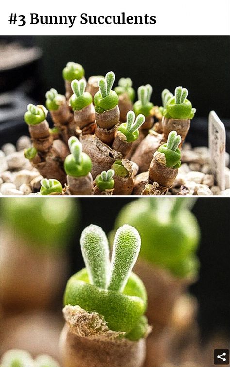 نباتات منز�لية, Succulent Garden Design, Succulent Garden Diy, Types Of Succulents, Plants Growing, Succulent Gardening, Unusual Plants, Rare Succulents, Soul Searching