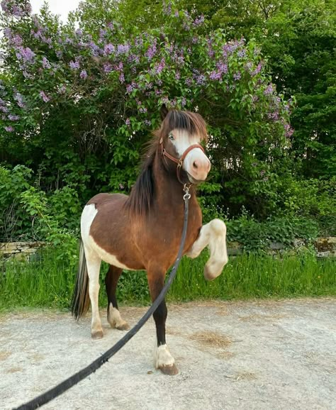 Icelandic Horse Riding, Andulasian Horse, Shetland Pony Aesthetic, Skewbald Horse, Horse Pfp, Przewalski's Horse, Icelandic Pony, Wild Horse Islands, Island Horse